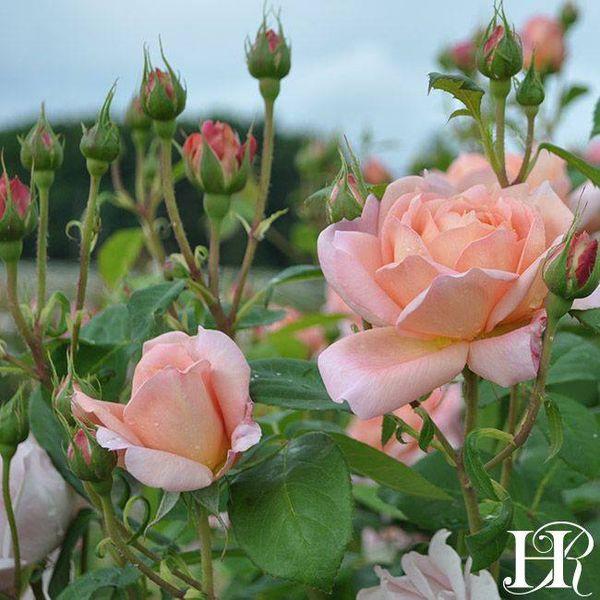 Hoa hồng ngoại Grace- bầu to cây trưởng thành