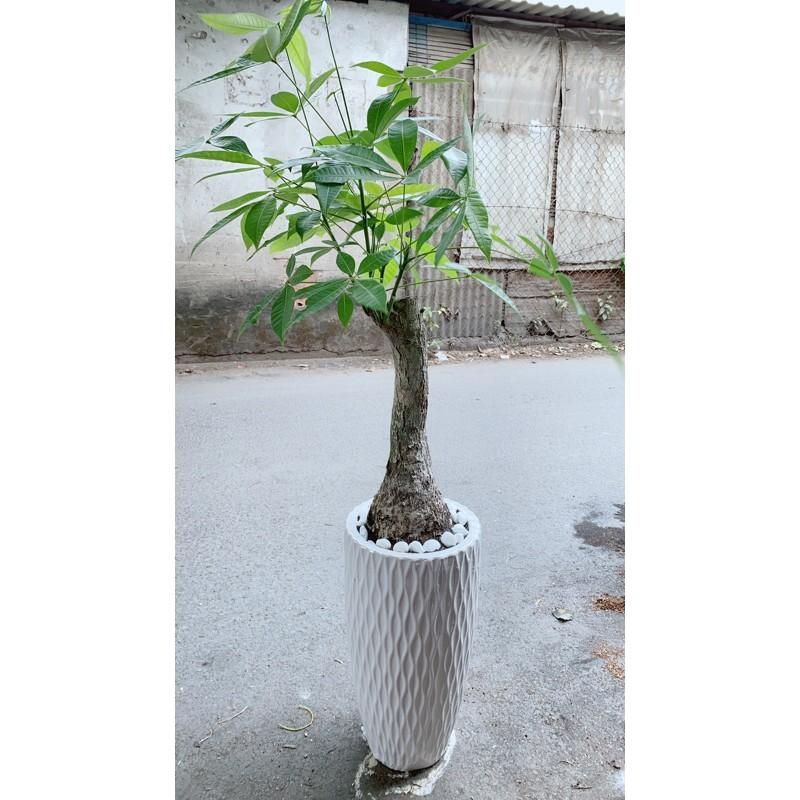 Chậu Cây Kim Ngân 1 Thân Lớn