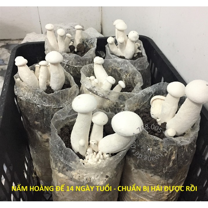 Phôi nấm hoàng đế cao cấp
