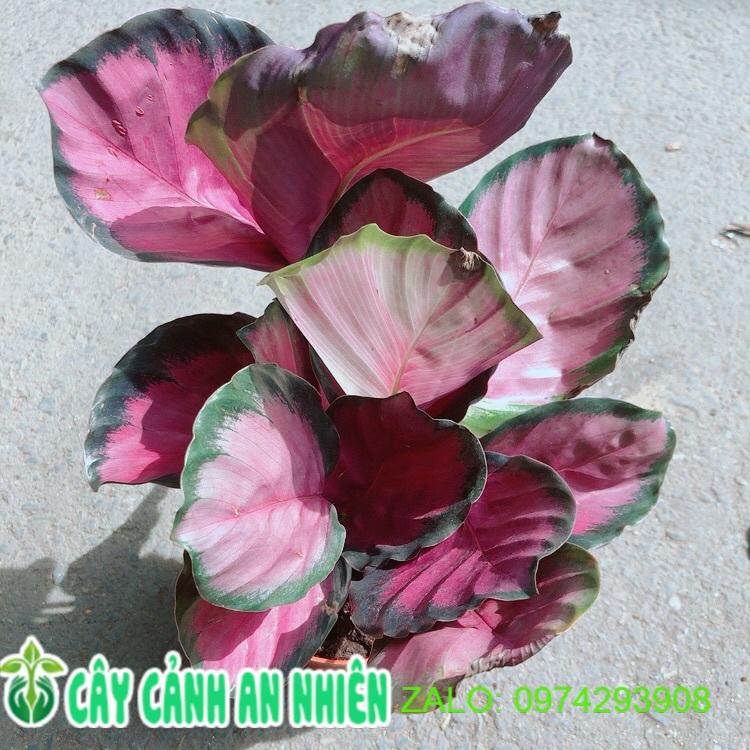 Đuôi Công Hồng