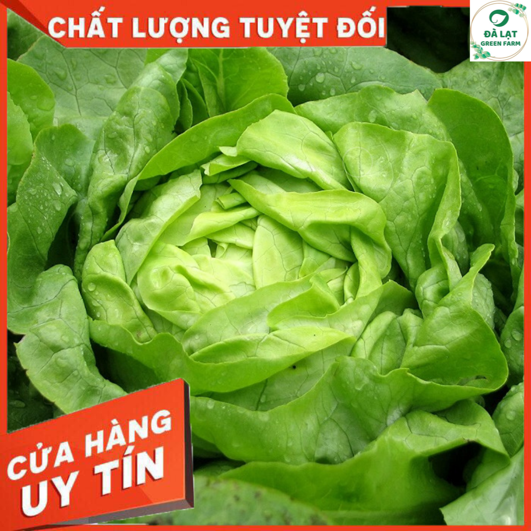 2GR - HẠT GIỐNG XÀ LÁCH BÚP MỠ (ĐĂM)