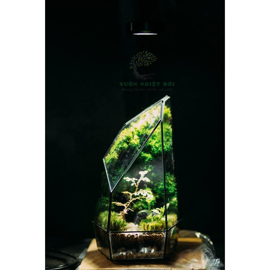 Bể Terrarium Đa Giác Setup Bán Cạn Để Bàn Làm Việc