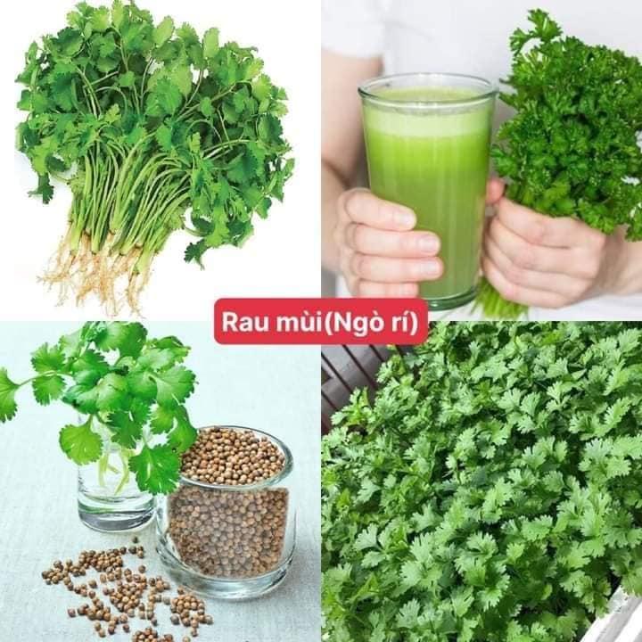 Hạt Giống Ngò Rí Rau Mùi