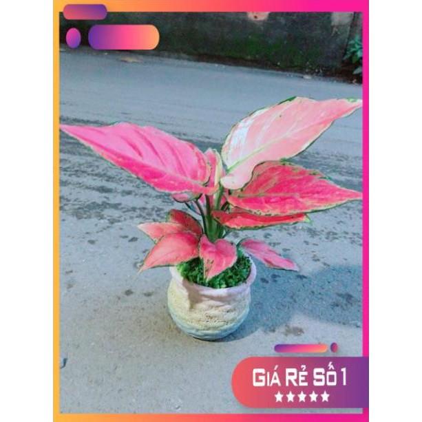 Chậu Vạn Lộc Hồng
