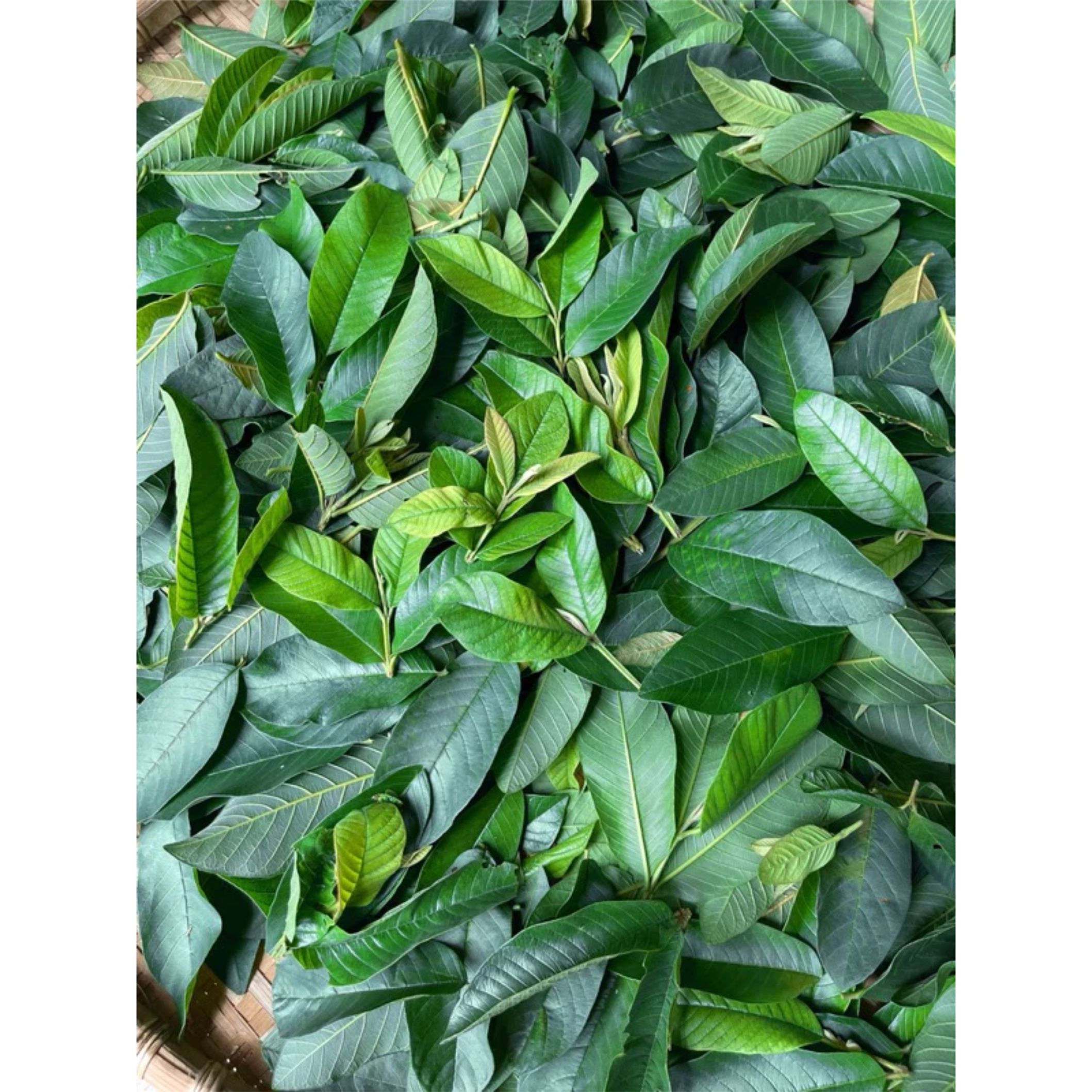 Trà lá ổi túi lọc - Tan mơ giảm can, ngừa tiểu đường, hỗ trợ tiêu hoá, tốt cho dạ dày