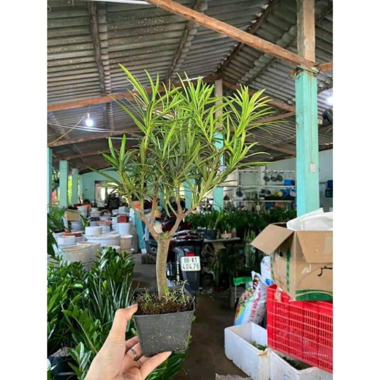 Sản phẩm CÂY TÙNG LA HÁN