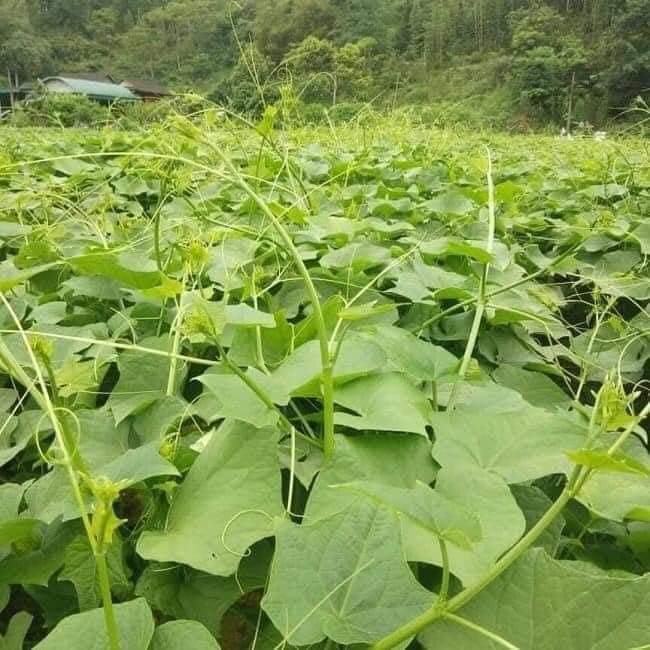 Cây giống su su siêu ngọn gửi cây y hình