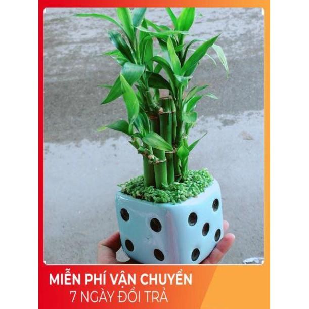 Chậu Trúc Phát Tài