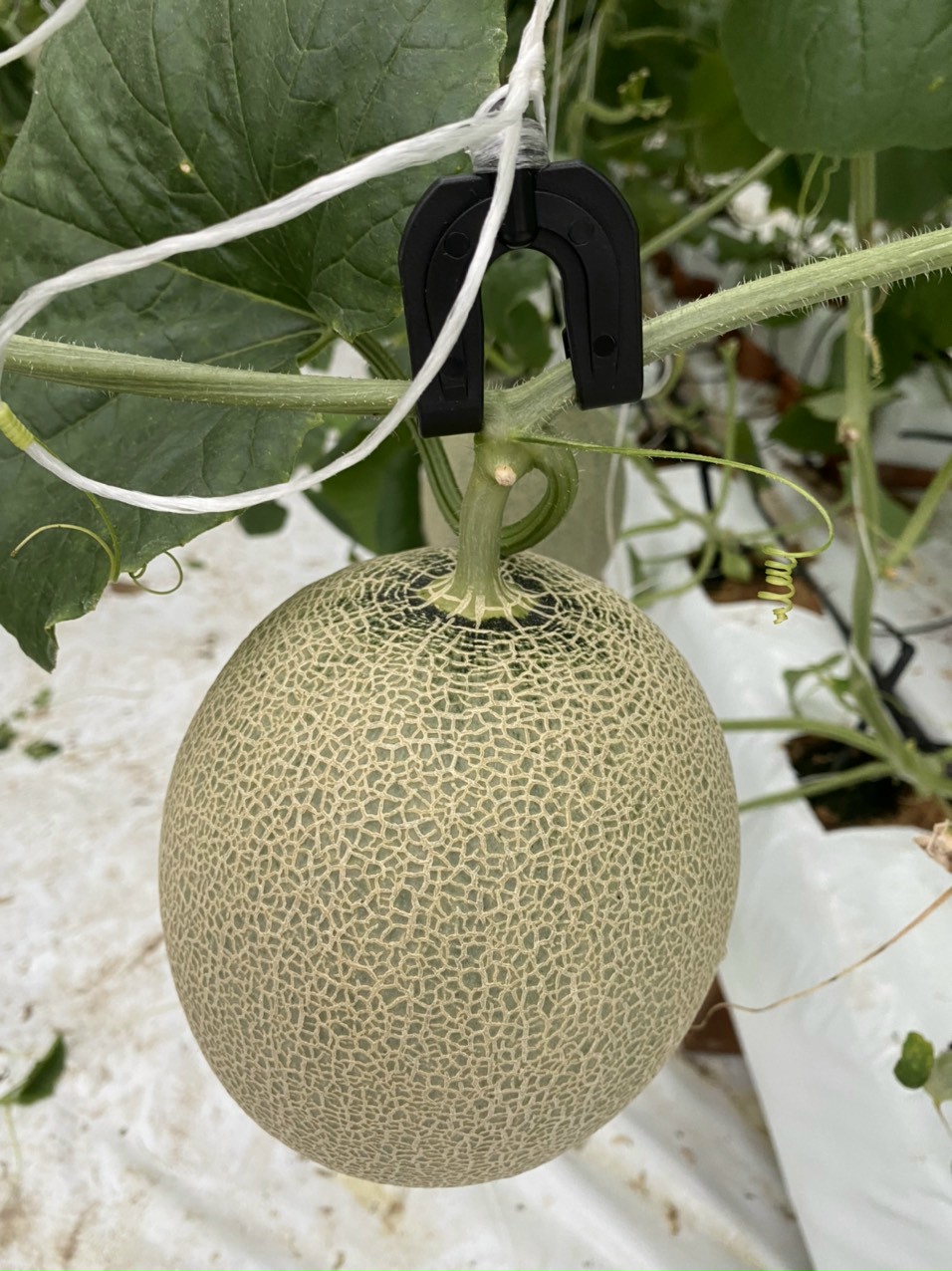 Dưa lưới đạm cá - 1 quả 1,2 kg - 1,4 kg