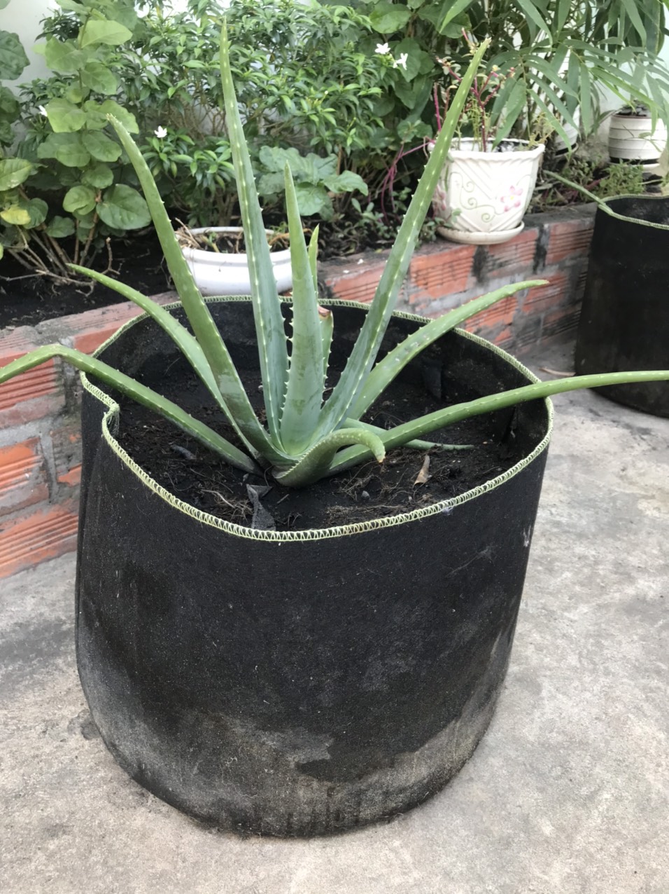 TÚI VẢI TRỒNG CÂY SET 3 CÁI 10GALLON