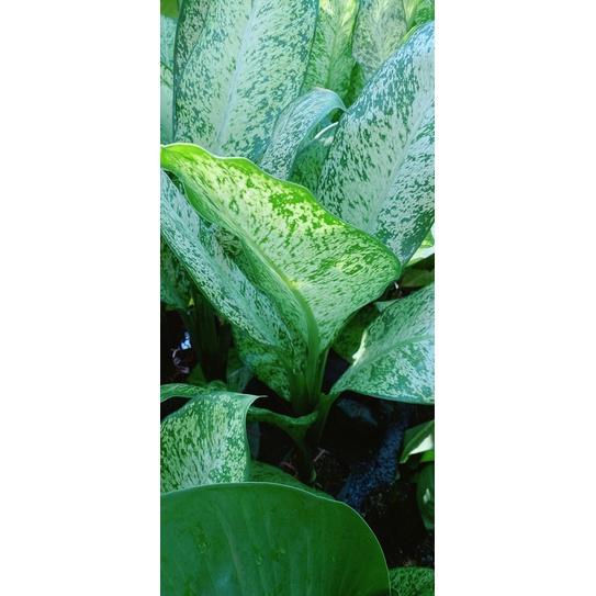 Cây Tỷ Phú Lớn