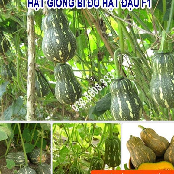 HẠT GIỐNG BÍ HẠT ĐẬU - QUẢ BÍ NGON ĐẸP NĂNG SUẤT CAO