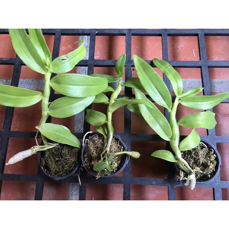 Trầm blue lai hoàng thảo vôi