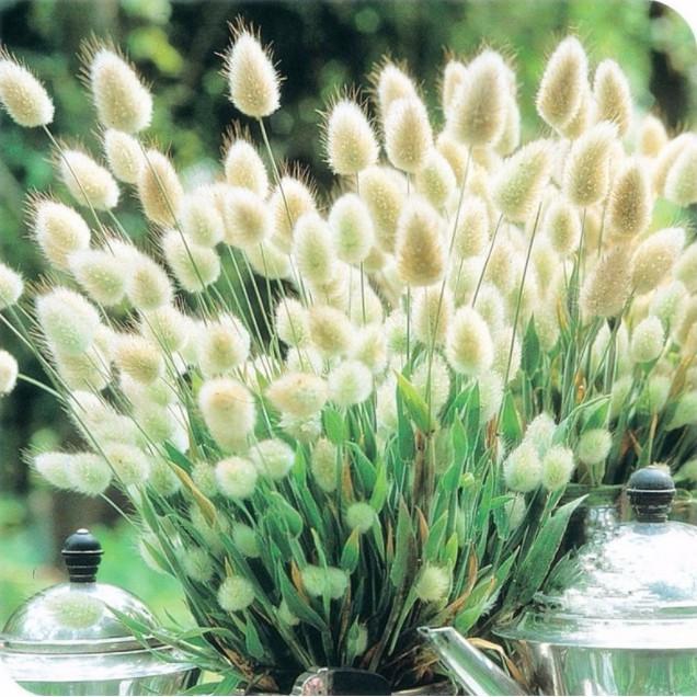 Gói 100hạt giống cỏ đuôi thỏ siêu đáng yêu