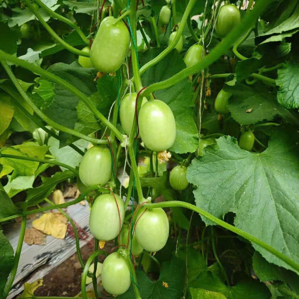 Hạt giống dưa leo Ngọc Nữ tự thụ phấn trái sai giòn ngọt VTP193