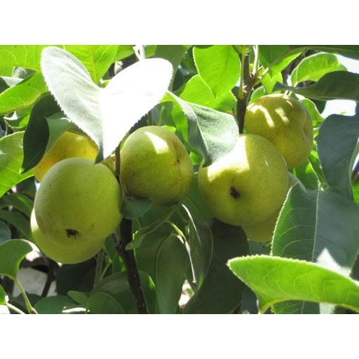 Cây giống Lê Nâu năng suất cao