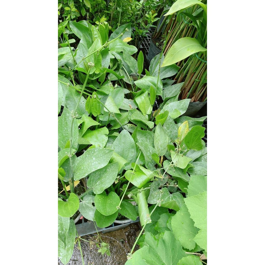 Cây Bách Thuỷ Tiên