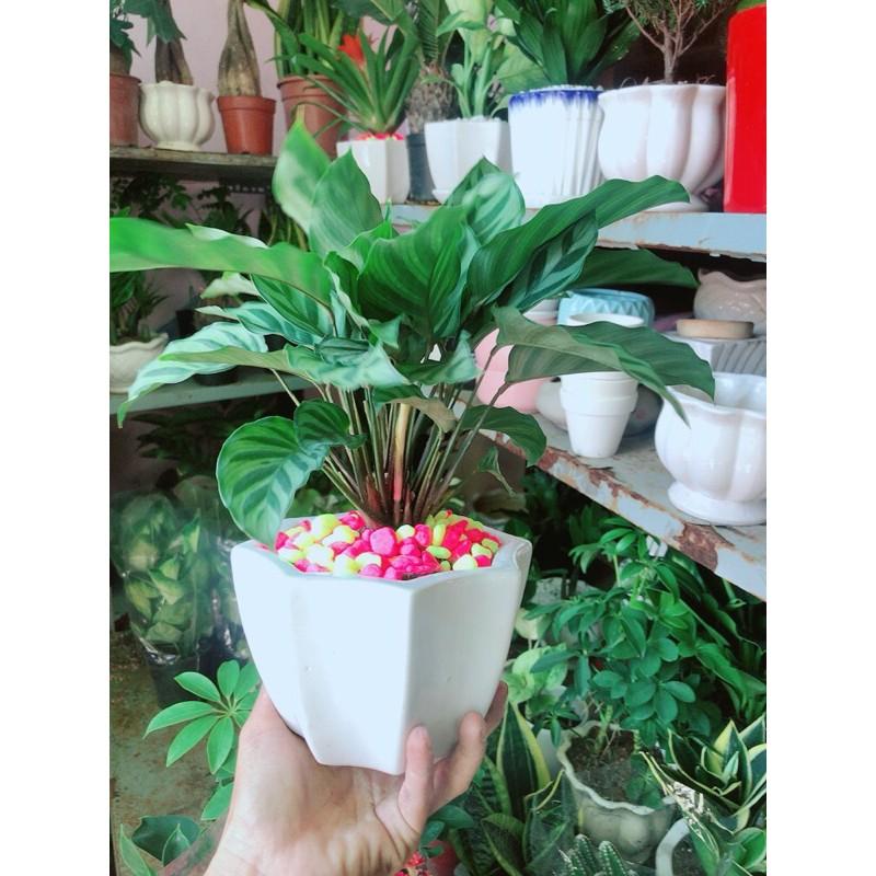 Chậu Cây Đuôi Công