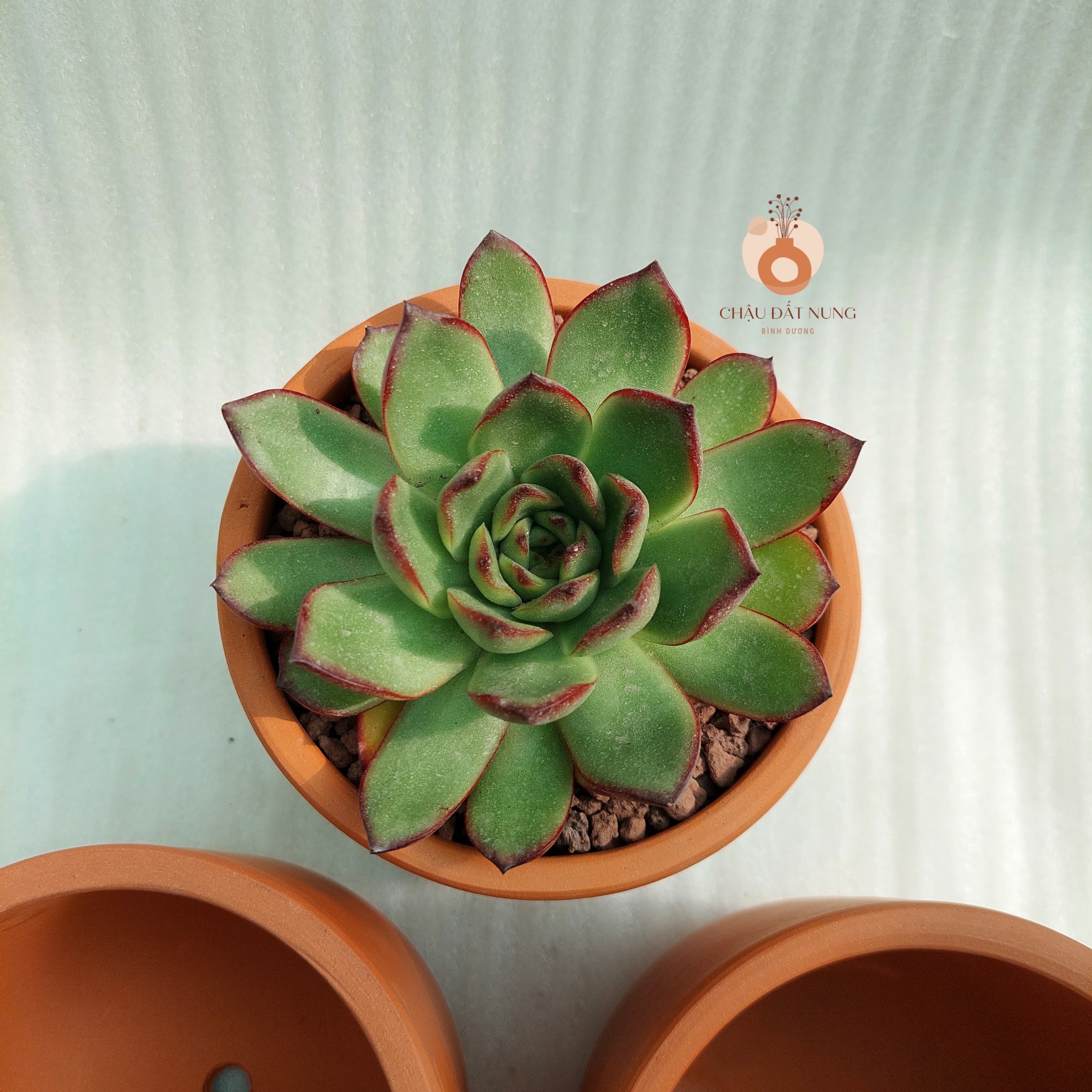 Chậu đất nung Bình Dương - Trụ trứng 1210, miệng chậu 12cm, chiều cao 10cm