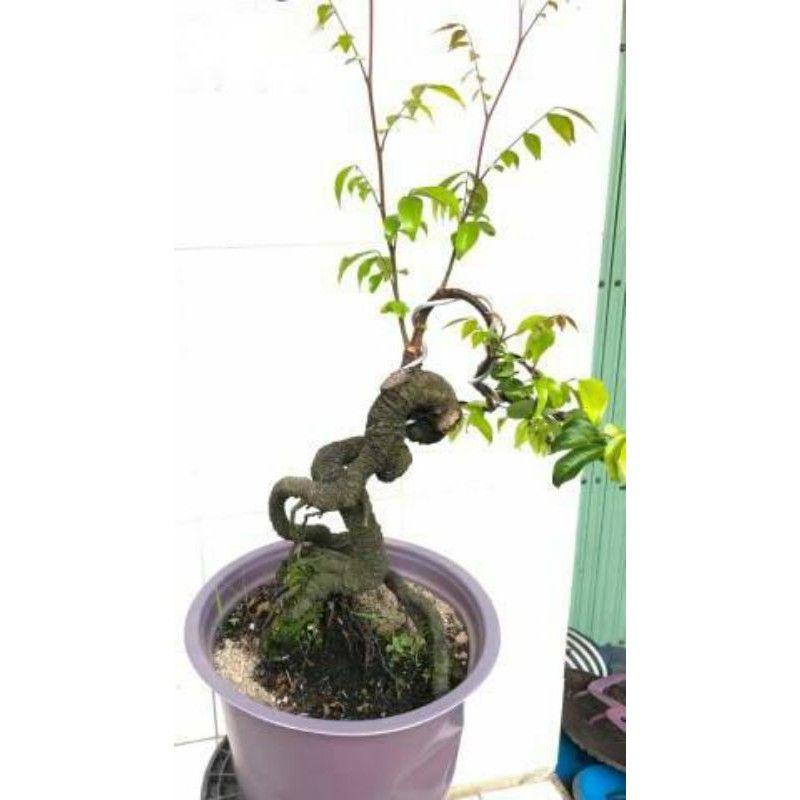Khế Nhật Bonsai Mini để bàn