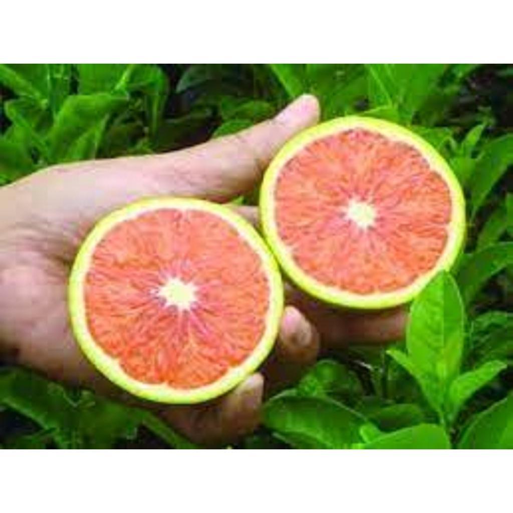 CÂY Giống Cam Cara Ruột Đỏ không hạt Nhật Bản.