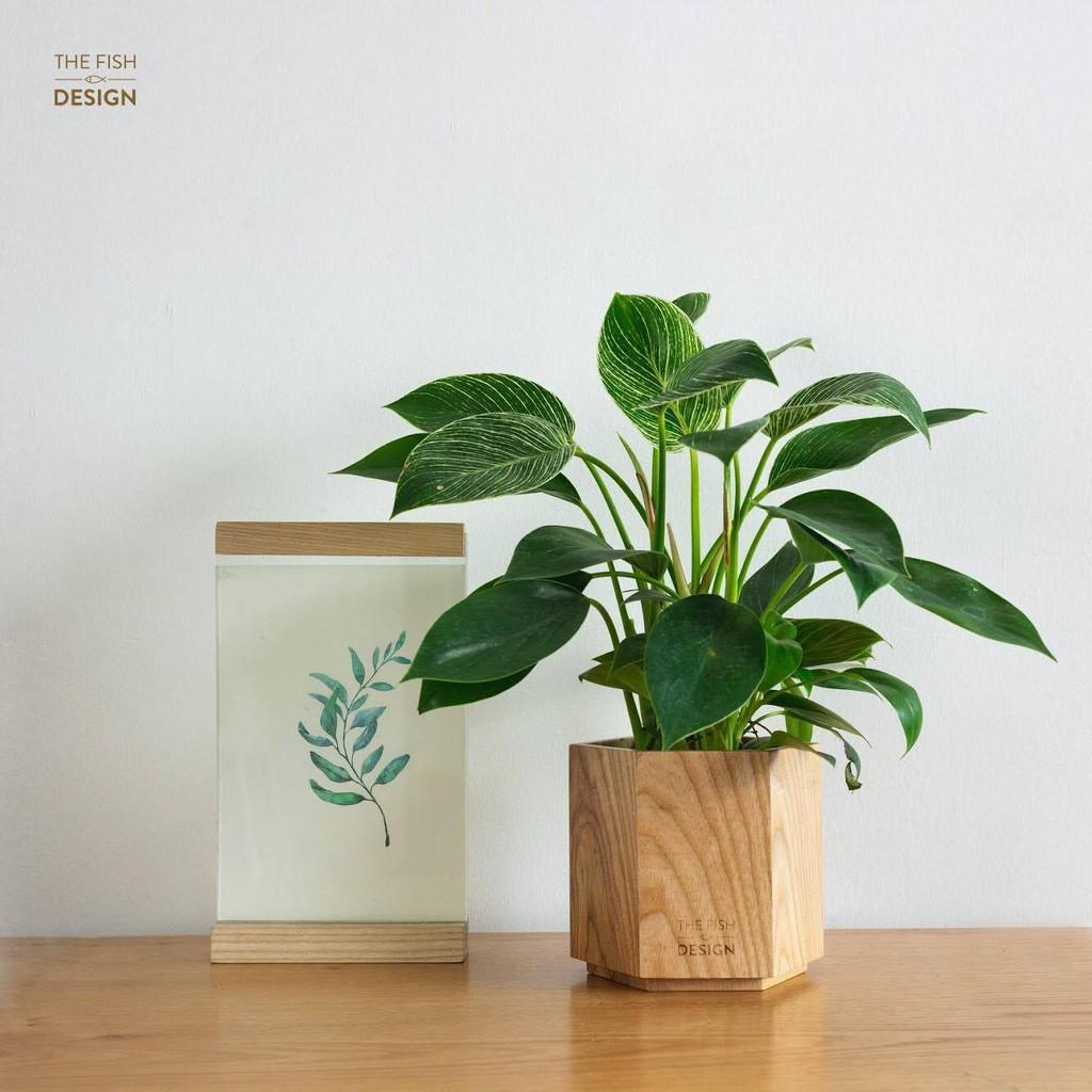 Chậu cây đế vương cẩm thạch thu hút tài lộc về cho gia chủ, nhất là với những mệnh mộc và hỏa, giúp công việc luôn được thăng tiến | size L | The Fish Design