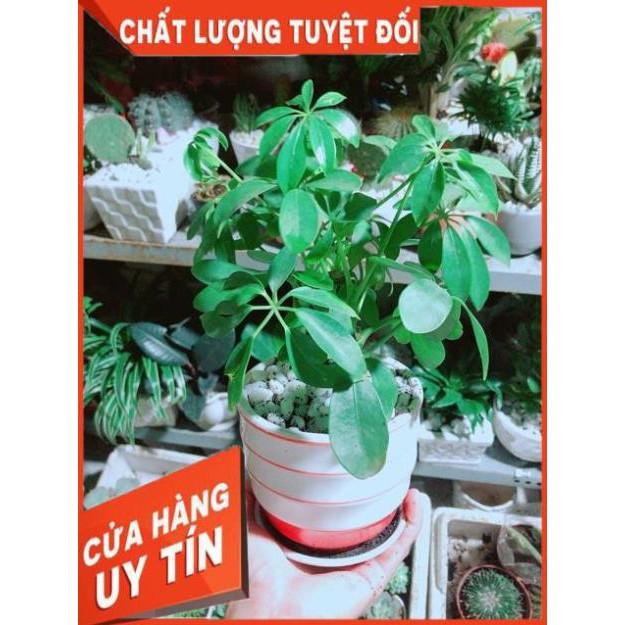 Chậu Ngũ Gia Bì