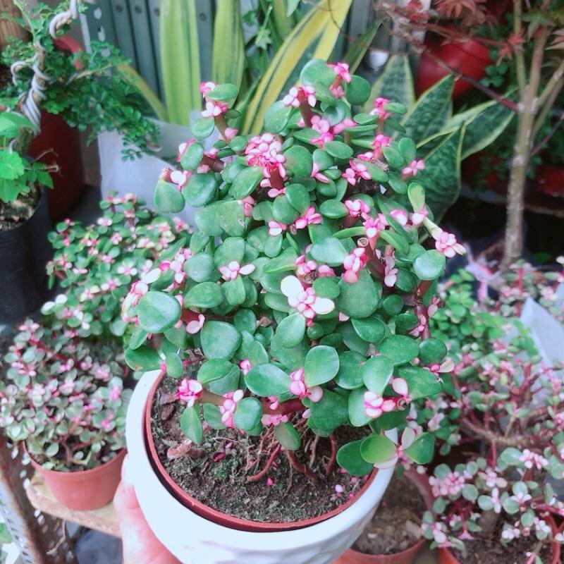 Chậu Cây Cành Vàng Lá Ngọc