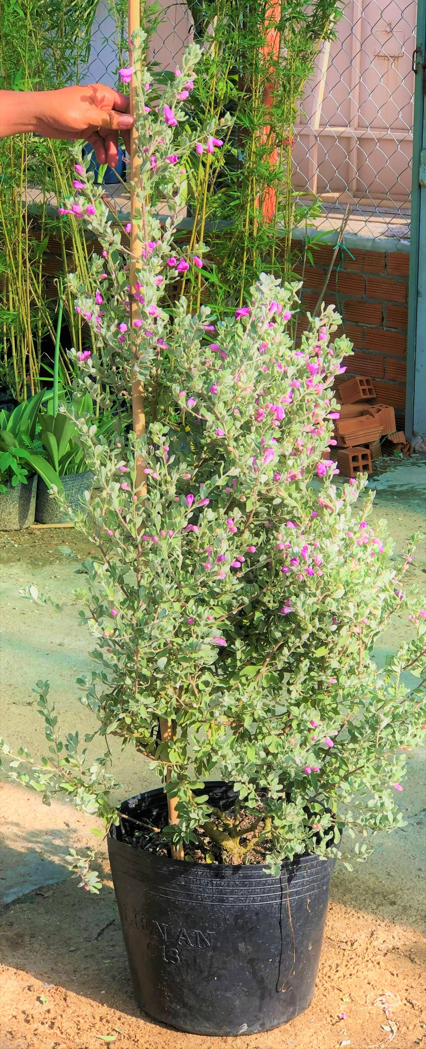 Cây Tuyết Sơn cao 120 - 150 cm trồng nơi có nhiều nắng