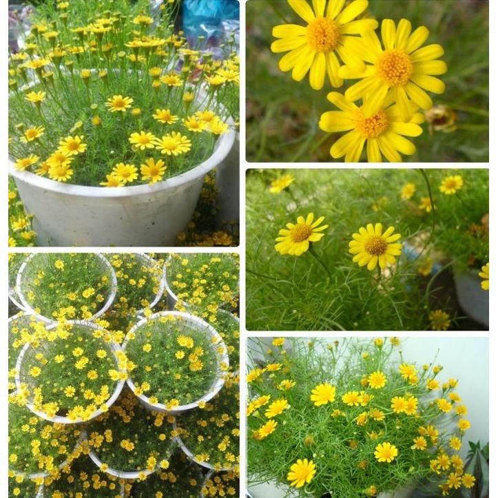 Hạt giống hoa cúc sao băng màu vàng,hạt giống chuẩn f1 -1 gói 50 hạt