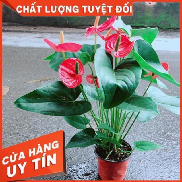 Cây Hồng Môn