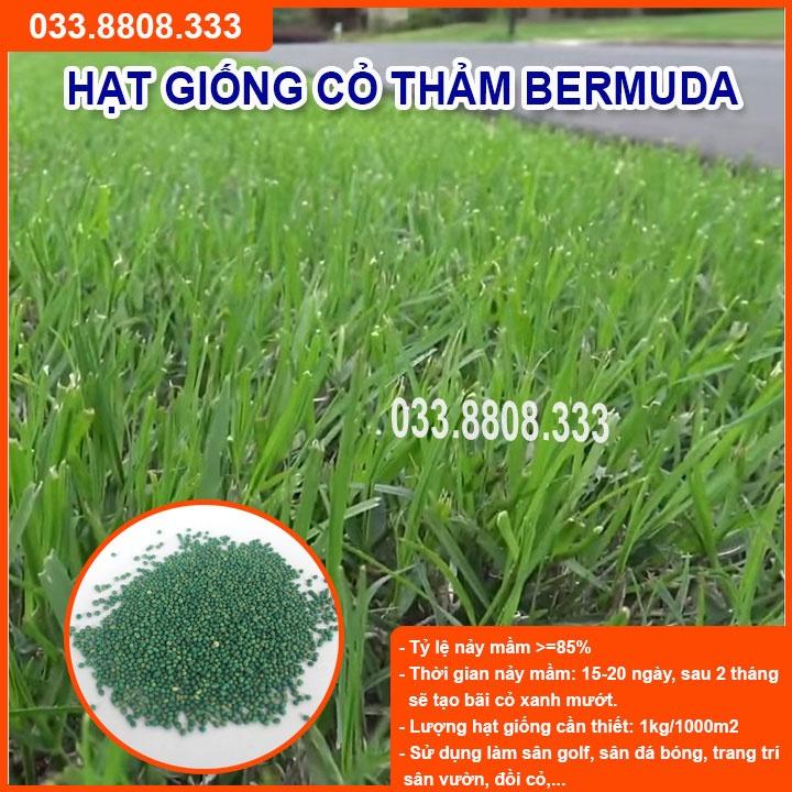 HẠT GIỐNG CỎ THẢM BERMUDA XANH 400gram - CỎ THẢM CẢNH, CỎ TRANG TRÍ SÂN VƯỜN