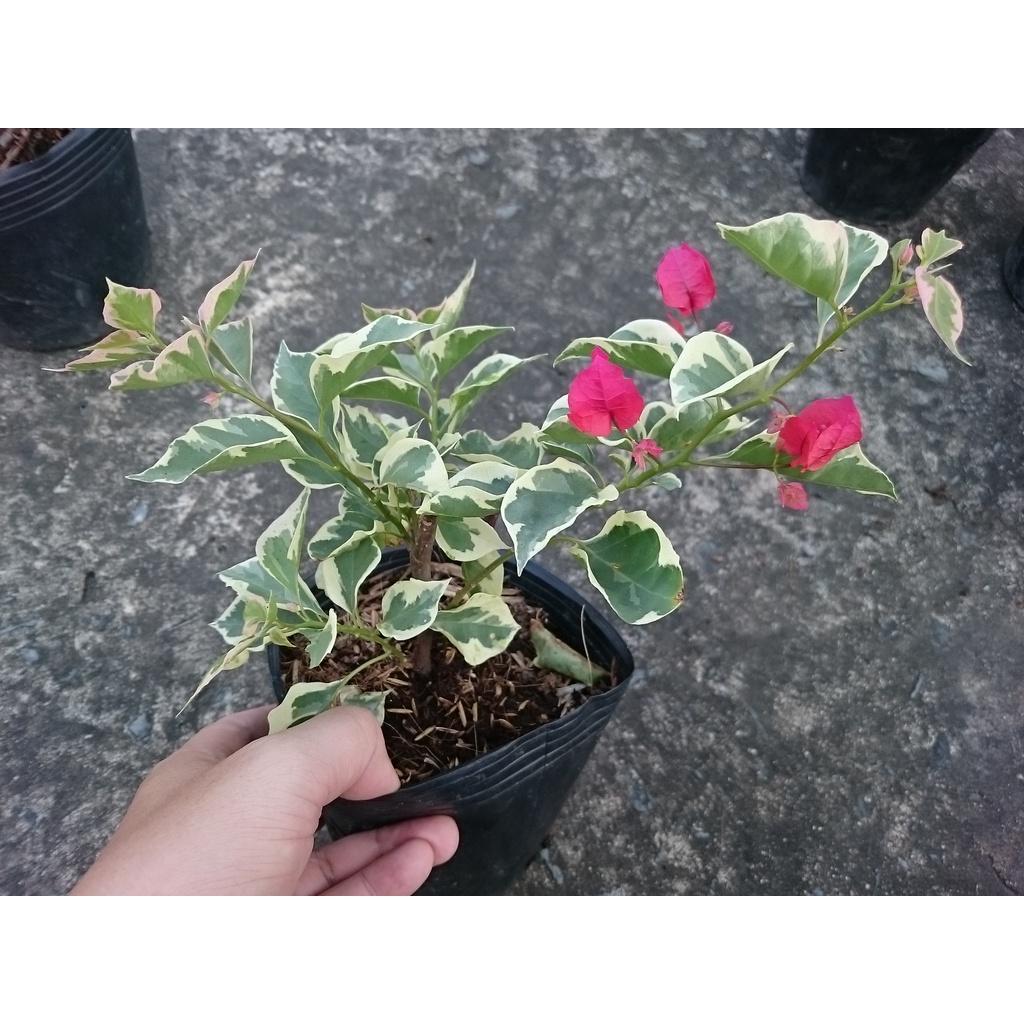 Cây hoa giấy cẩm thạch - cây cảnh để bàn + tặng phân bón cho cây