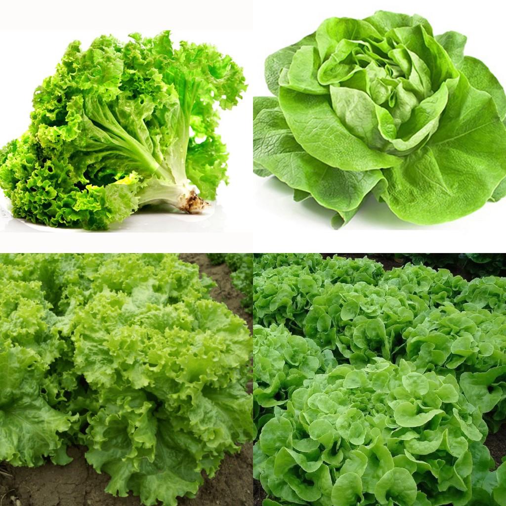 Gói 10 Gram Hạt Giống Xà Lách Xoăn Xanh + Mỡ Chịu nhiệt tốt kháng bệnh cao
