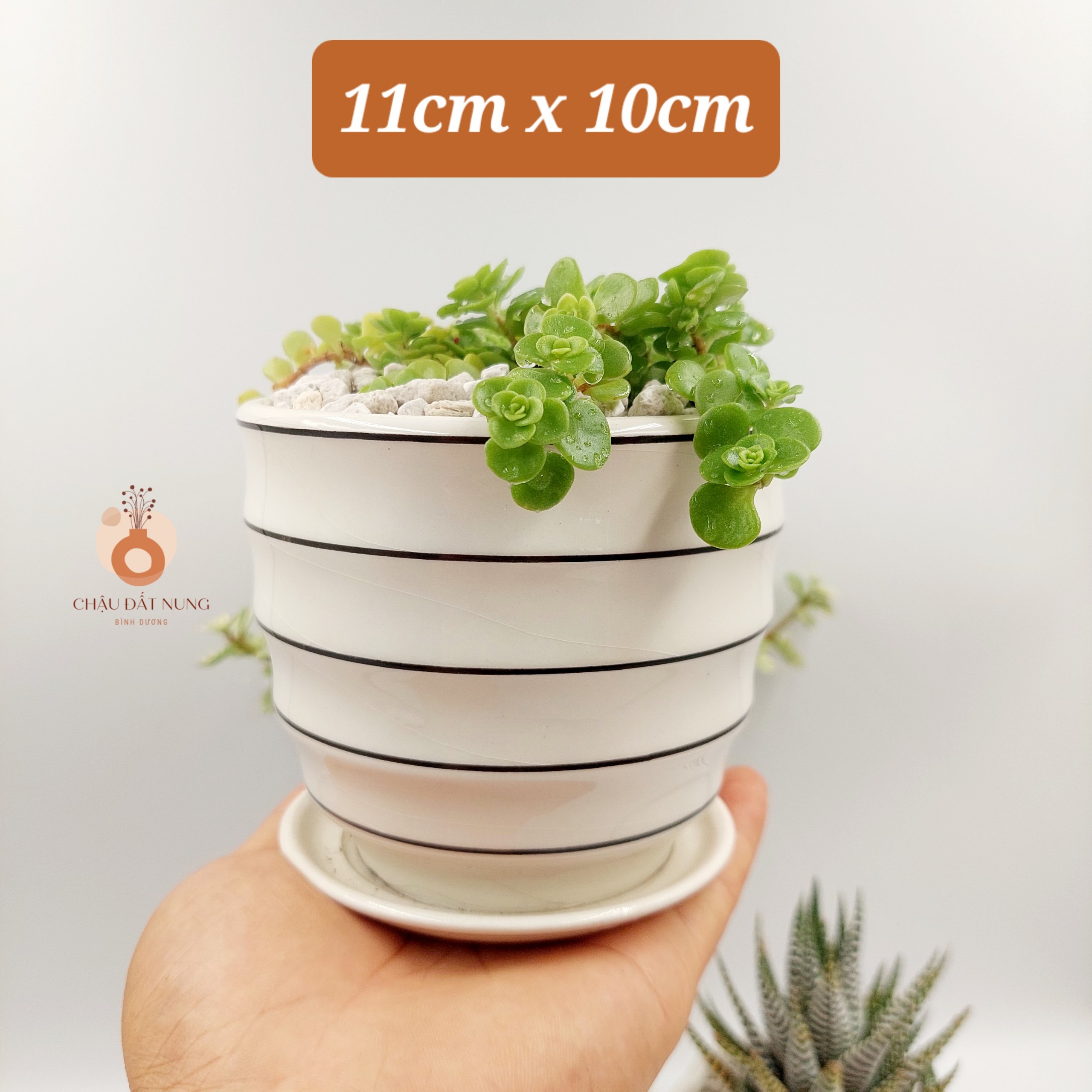 Chậu sứ tráng men size nhỏ, KÈM DĨA, miệng chậu 9-11cm, chiều cao 9-11cm