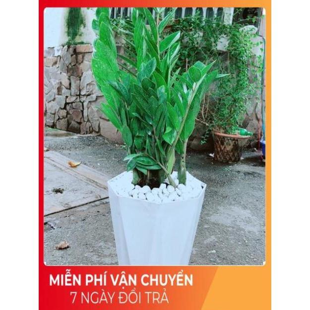 Chậu Kim Tiền Size Đại