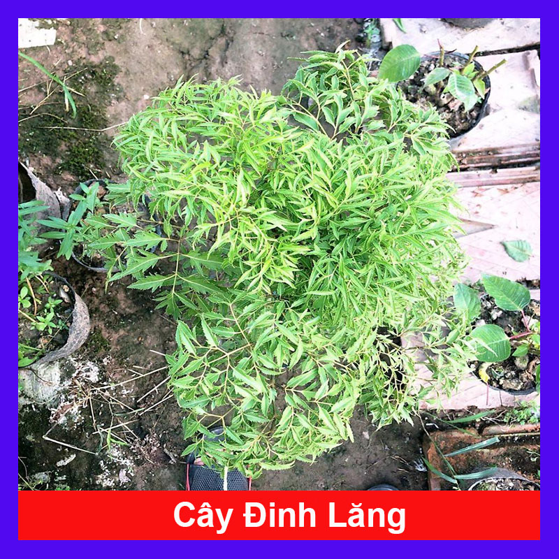 Cây đinh lăng trưởng thành cao 50-60cm (ảnh thật số 2)