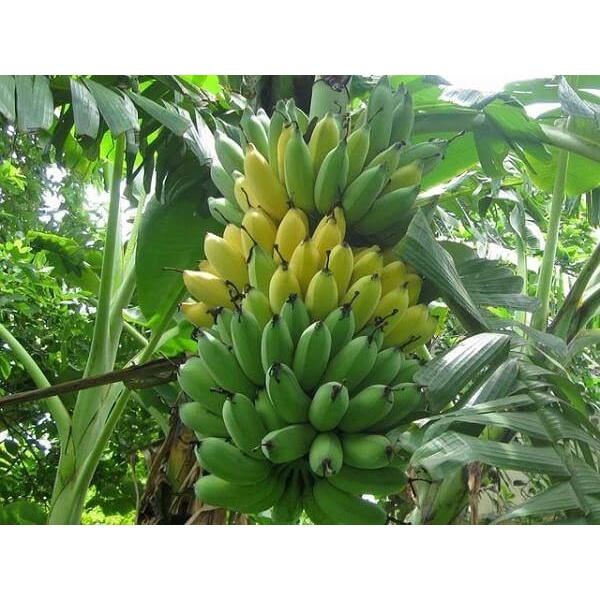 Cây giống Chuối Sứ 100% GIỐNG CHUẨN