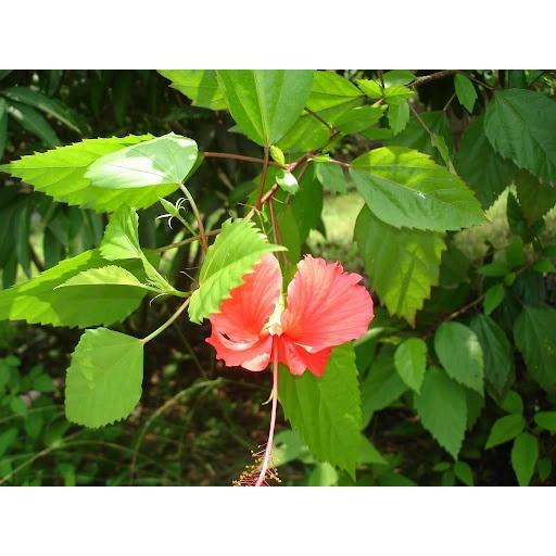 CÂY giống HOA DÂM BỤT.