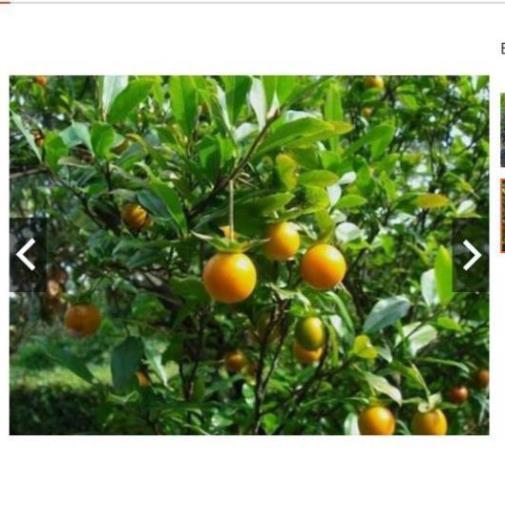Sản phẩm Cây Ăn Trái cây thị phong thủy trồng trước nhà chuẩn giống F1