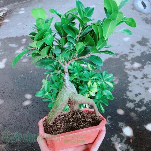 Chậu cây si