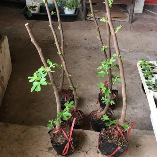 Cây giống Sung Mỹ cam kết giống chuẩn