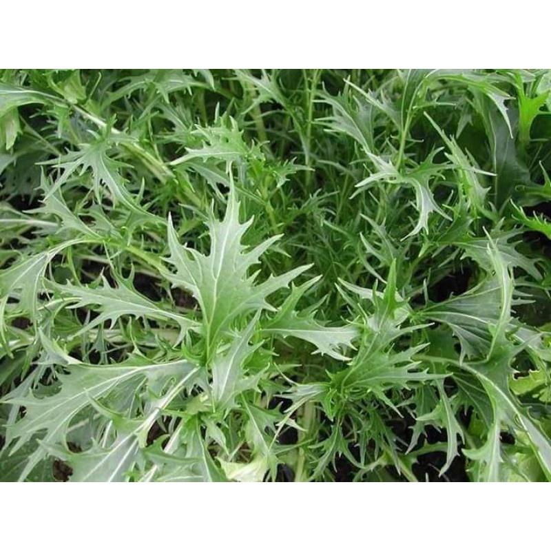 HẠT GIỐNG CẢI ĐUÔI PHỤNG TRANG NÔNG 20GR