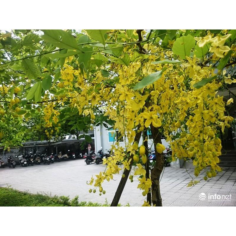 Cây giống Muồng Hoàng Yến vàng