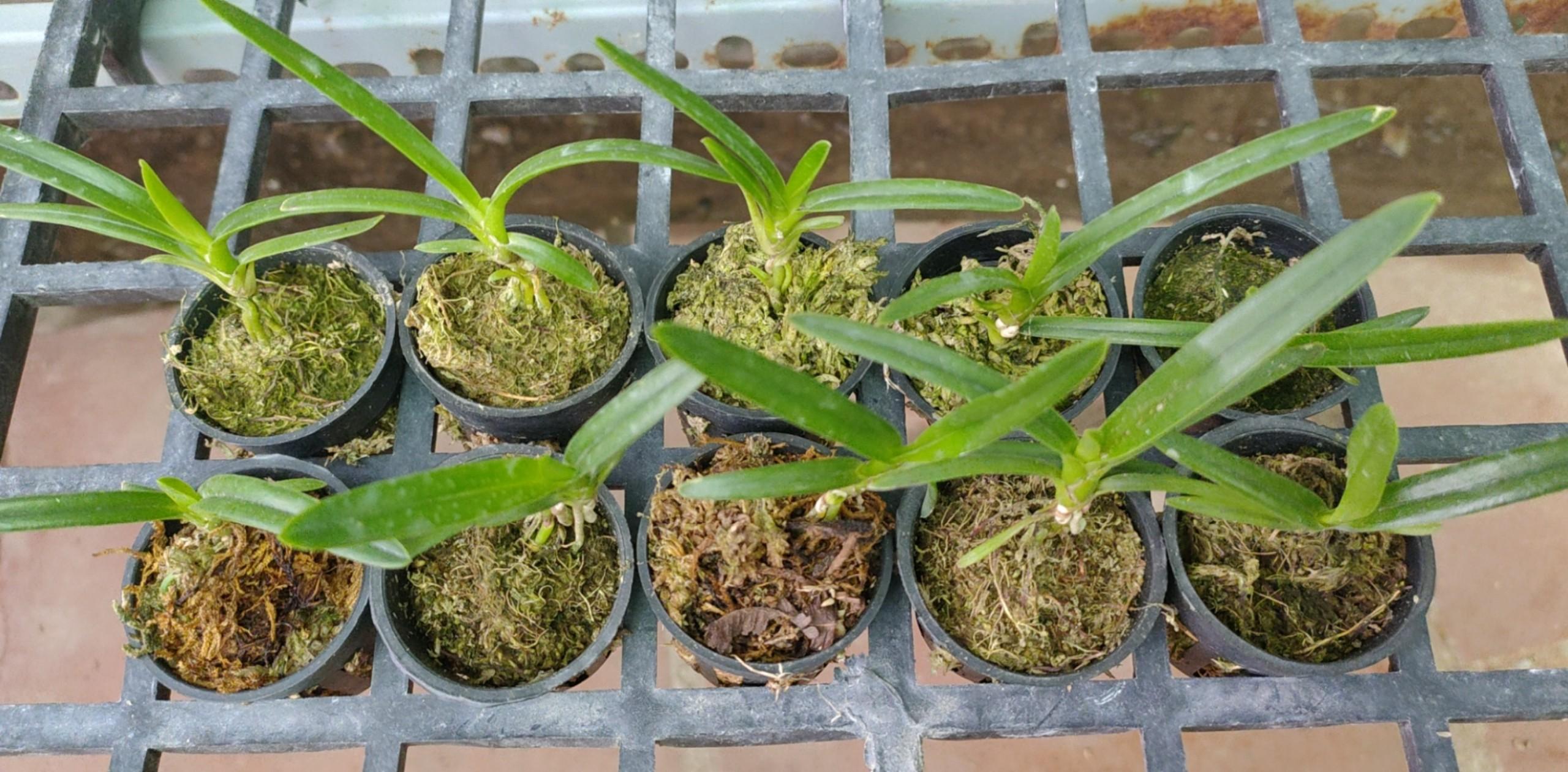 Hoa lan kiếm, Kiếm vị hoàng hàng cây giống