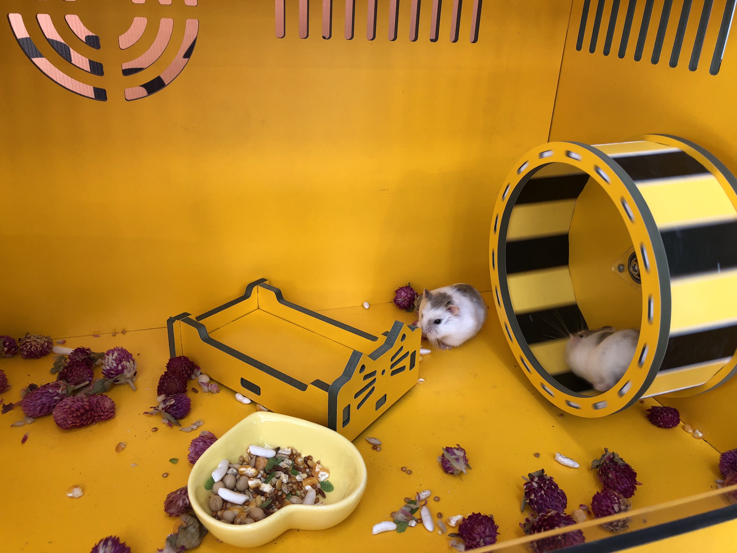 MO207H- Giường Ngủ Miumiu Gỗ Công Nghiệp Màu Vàng- Nhà Ngủ Cho Hamster – MadebyNobipet
