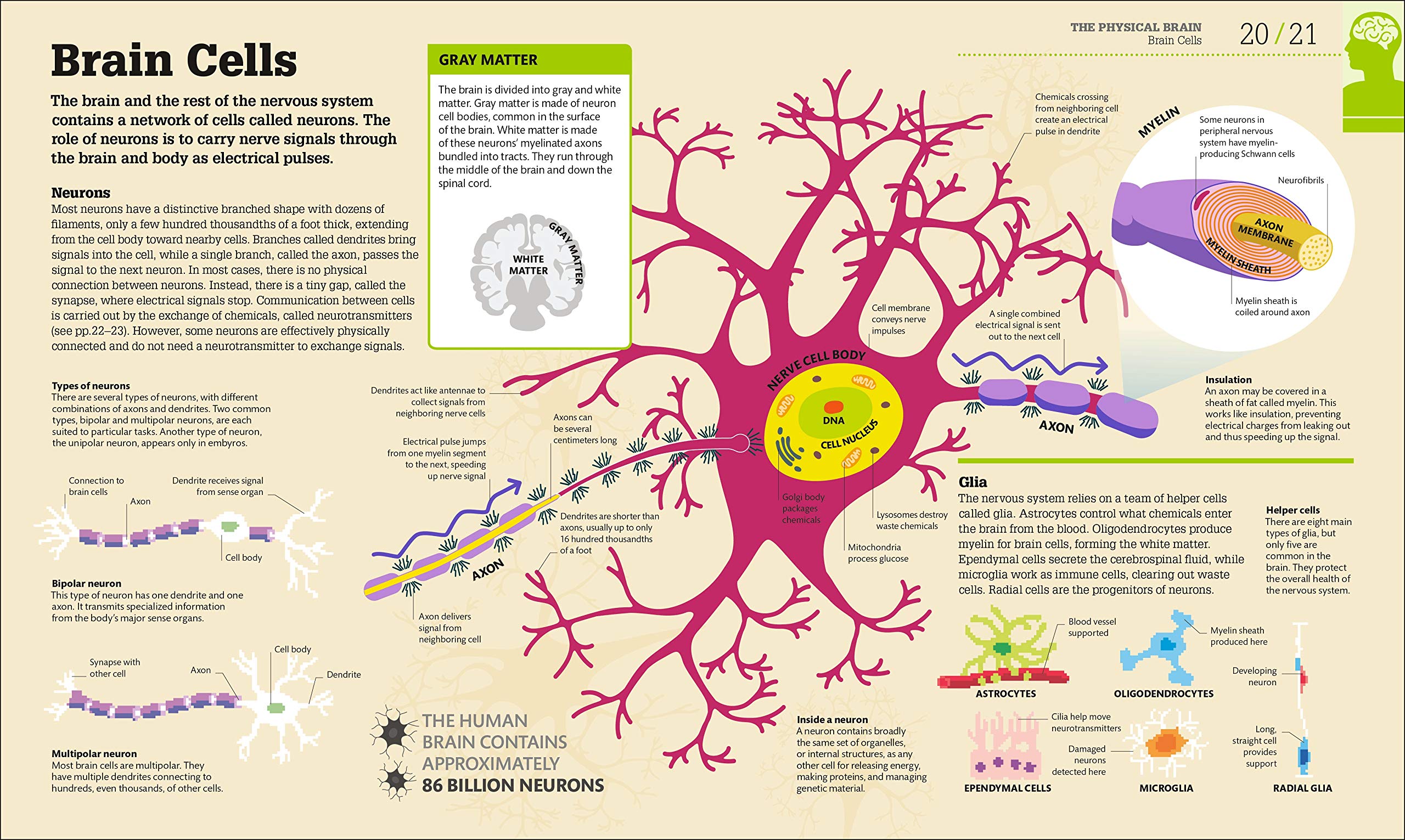 How The Brain Works: The Facts Visually Explained (How Things Work)