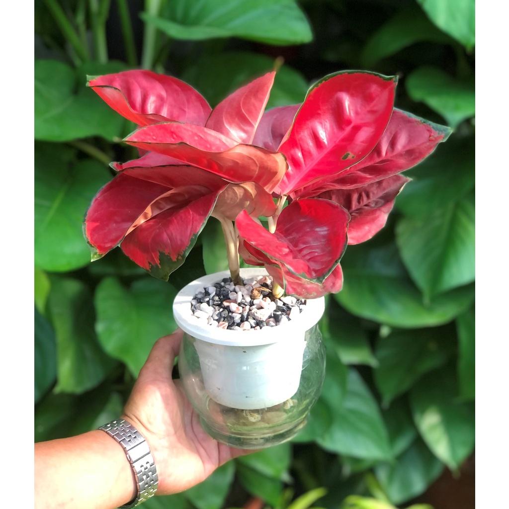 Chậu thủy tinh cây Hồng Phát Lộc thủy canh