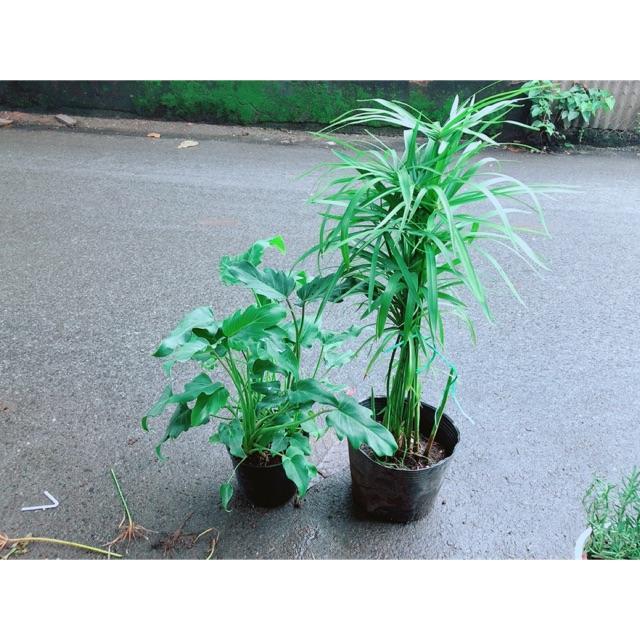 Combo Cây Thuỷ Trúc+Trầu Bà Chân Vịt