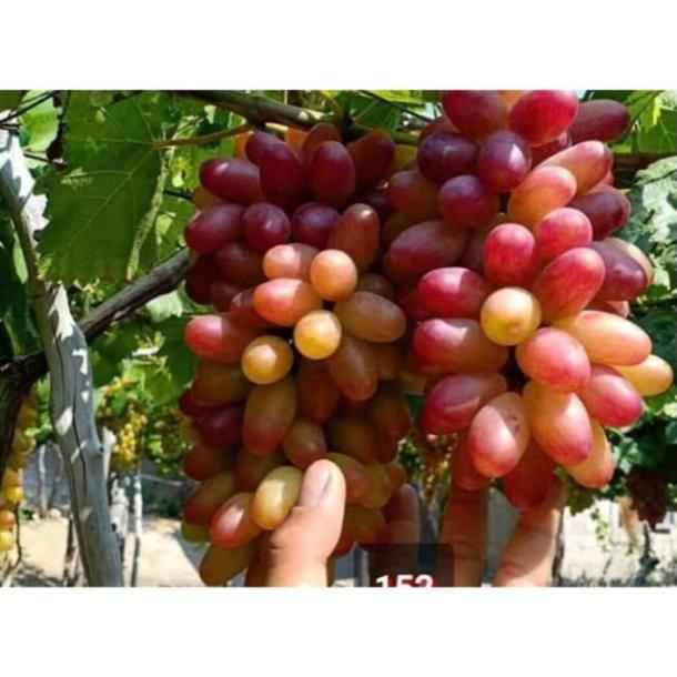 Nho Ngón Tay 152 tặng 2 cây chè xanh